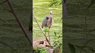 Great Blue Heron SWALLOWS a FISH Whole #shorts #nature #blueheron