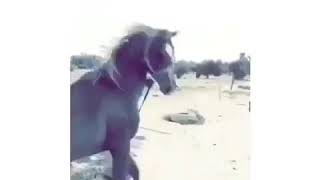 ارحب عز يا مال العز خيل اصيل⚕