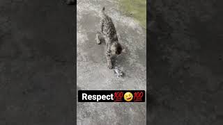 Mouse pretend roll up for more survivability💯😯😱💯 | Respect videos💯🤣😇💯 | #shorts #funny #animal