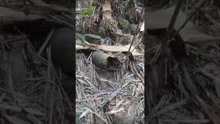 Penemuan sarang Tawon di dalam bambu