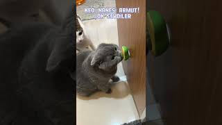 Scottish fold mia kedime sürpriz kedi nanesi armut oyuncak