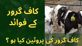 Calf Grower kiya hy? Usky Benifits Calf ko kiya hain?kiya CalfGrower calves main istemal krna chaye