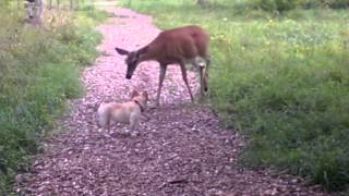 Peaches versus the Deer