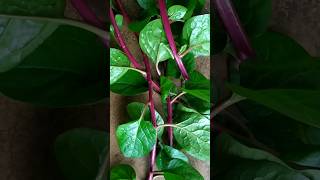 My kitchen gardenMalabar spinach vegetable #shorts #vegetable #youtubeshorts #viral