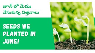 జూన్ లో మేము వేసుకున్న విత్తనాలు |Seeds to Sow in June & July #seedlings #seeds #planting #garden