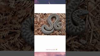 English Learning| Scary-Looking Venomous Snakes|