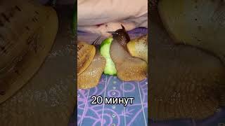 Кто просил показать как выглядит огурец после улиточной трапезы?😱🐌🥰🌿#supersnails