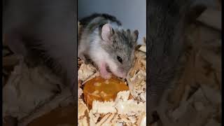 Hamster 1