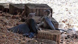 Juvenile Scrub Jay - Bird Quarrel