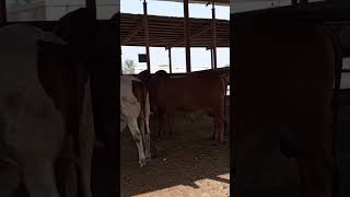 gulabi& white Nukra bulls||#livestock #viralshortsvideo #livestockshow #dairyfarming