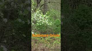 Baltimore Oriole | Adventures of 3 Gingers