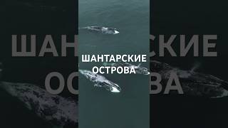 Экспедиция к китам Шантарских островов. Трейлер.