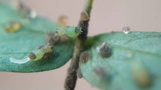 Psyllid Nymphs