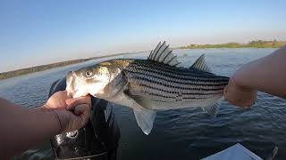 Delta Striper Fishing (First Keeper on the Glide Bait)