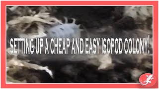 How to Set-Up a Cheap/Easy Isopod Colony!