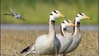 Geese | Bar headed goose in Pakistan