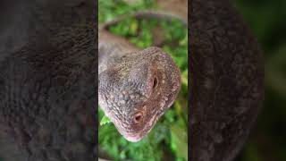 Our Moroccan Uromastyx having a snack! Has a whole bowl full of food and still wants to be hand fed!