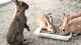 Rabbit stands.