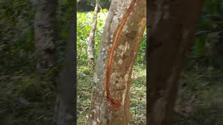 ആന കുത്തി വരഞ്ഞത്#wildlife#wildanimals#shorts#shots#viral#jungle#shortsfeed#ytshorts#shortsviral#eco