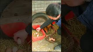 poultry for eggs and meat