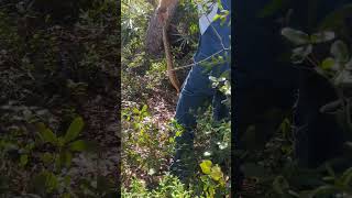 Pulling out a HUGE Eastern Diamondback rattlesnake from the woods