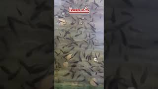 Fish Spa #shorts #short #shortvideo #shortsvideo #viral #viralvideo #viralshorts