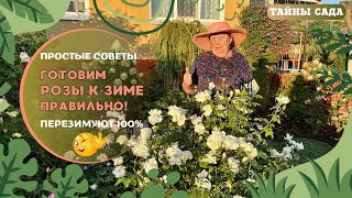 РОЗЫ ОСЕНЬЮ. ПРОСТЫЕ СОВЕТЫ. ГОТОВИМ РОЗЫ К ЗИМЕ ПРАВИЛЬНО! ПЕРЕЗИМУЮТ 100%