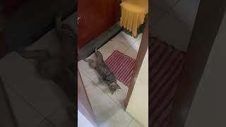 KUCING MALAS || KUCING LUCU || LAZY AND FUNNY CAT