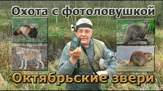 Охота с фотоловушкой. Октябрьские звери