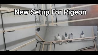 New Pigeon Setup | Sialkoti Pigeons | Aqeel Pigeon Master | Kabootar Ka Pinjra