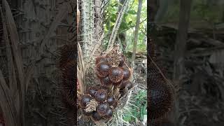 Polynasi||Penyerbukan Tanaman Salak di Pondok||KoLi Garden #adonara #kolimasang