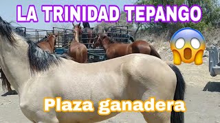 LA TRINIDAD TEPANGO / plaza ganadera o mercado de animales