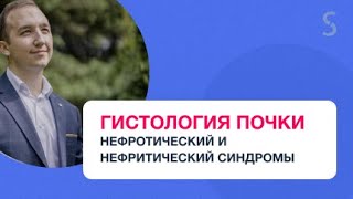 Гистология почки. Нефротический и нефритический синдром