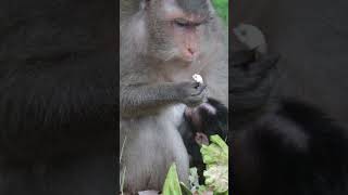 Monkey funny videos #1446 #babymonkey #shortvideo #short #viral #monkey #reels2023