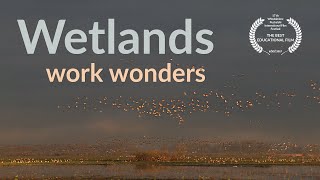 Wetlands work wonders