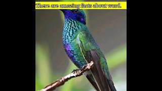 3 interesting facts about bird. Amazing fact about bird. Amazing facts about bird.