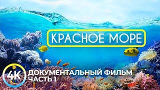 Красное море - самое тёплое и чистое на планете | Документальный фильм о подводных глубинах - #1