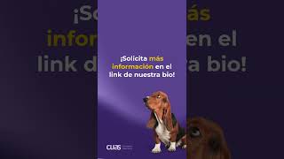 Postgrados para Veterinarios