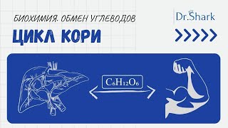 Биохимия. Обмен углеводов. Цикл Кори или Глюкозо-лактатный цикл.