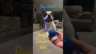 #bostonterrierlove #love #virgo #viral #video #shorts #2023