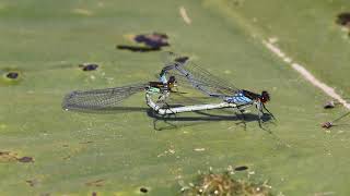 Male and Female Small Red eye damselfly  “erythromma najas”