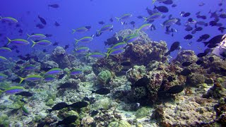 Maledives - Diving - Velidhu - Dhiggu Thila