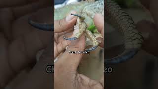 Shedding Palm Iguana #iguana #iguanalovers #shedding #iguanas #lizard #reptil #palm