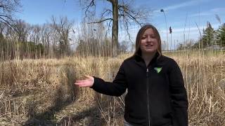 Exploring The Marsh In The Spring At Lake St. Clair Metropark