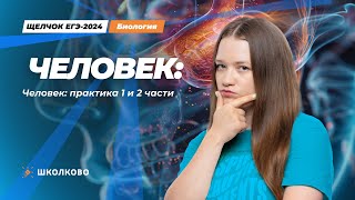 ЩЕЛЧОК к ЕГЭ 2024 по биологии | Человек: практика 1 и 2 части