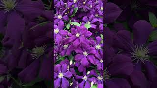 #clematis “Jackmanii Superba”