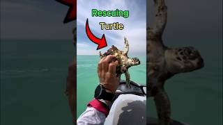 Hero Saves Turtle Covered in Barnacles 🐢 Unbelievable Ocean Rescue #shorts #shortsviral #shortsfeed