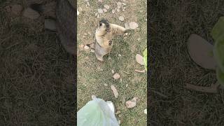 Himalayan Marmot Attracted by Vegetables#cutemarmot #cute #cuteanimals #marmot #marmota