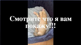 Смотрите, что я вам покажу!!!