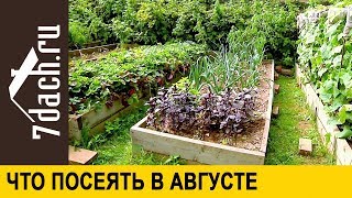 Что посеять в августе - 7 дач